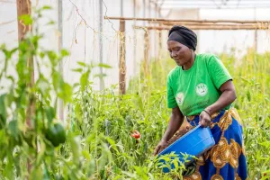 Woman tending to greenhouse in Kirehe, Rwanda