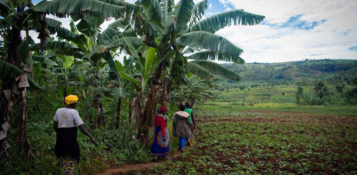 Farm in Rwanda