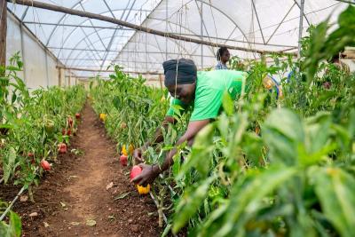 Rose Mukabatabazi harvests bell peppers in Rwanda.