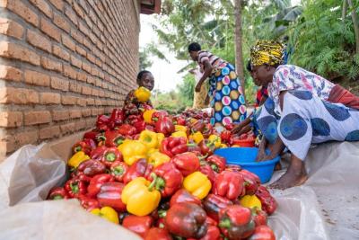 Bell peppers harvested at the greenhouse supported by PIH Rwanda